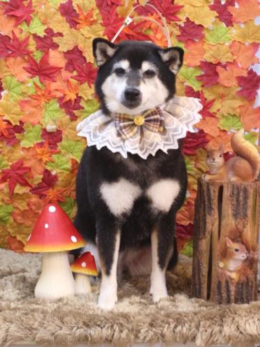 20241121ひめちゃん